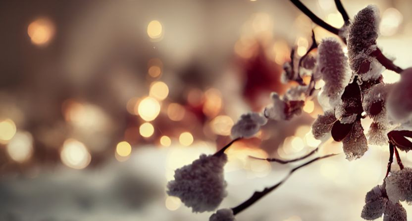 Les nouveautés de janvier