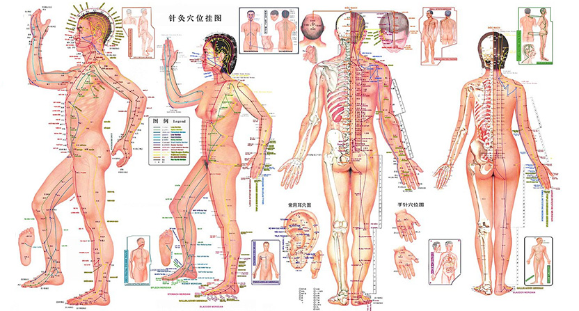Le corps humain représenté avec tous ses points énergétiques