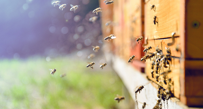 À travers ses e-liquides pour cigarette électronique, Protect permet la création et l'installation de ruches. 1 flacon acheté, c'est 15 abeilles sauvées !
