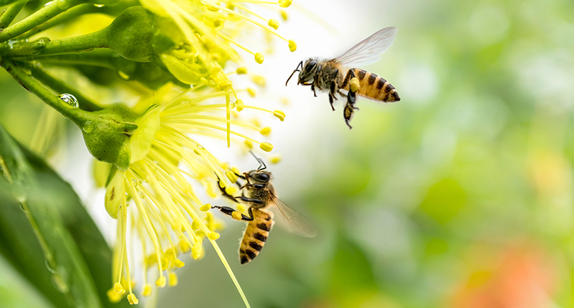 Les abeilles sont un maillon essentiel de la biodiversité : leur travail de pollinisation assure le maintien de notre écosystème. Aujourd'hui menacées d'extinction, Protect s'engage dans leur sauvegarde !