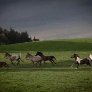 criollohaflinger